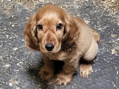 Golden Cocker Spaniel puppies in Galway