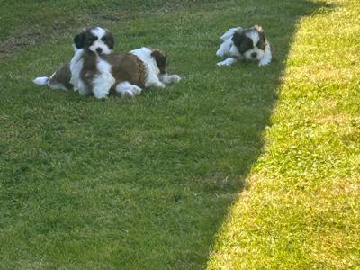 Beautiful purebred Shih Tzu puppies for sale in Tipperary