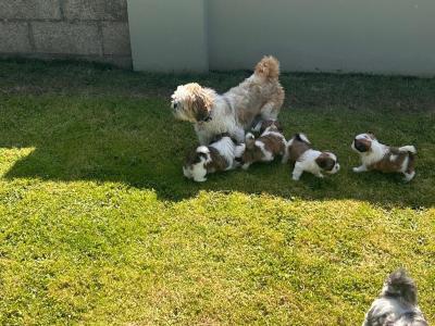 Beautiful purebred Shih Tzu puppies for sale in Tipperary