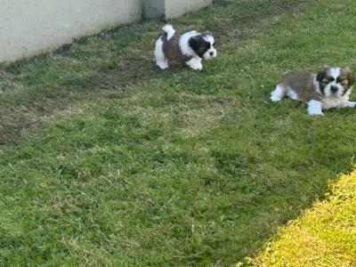 Beautiful purebred Shih Tzu puppies for sale in Tipperary