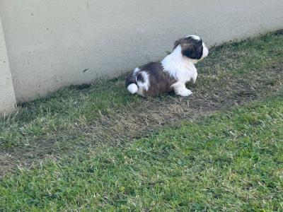 Beautiful purebred Shih Tzu puppies for sale in Tipperary