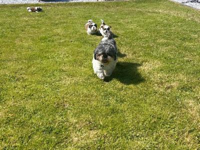 Beautiful purebred Shih Tzu puppies for sale in Tipperary