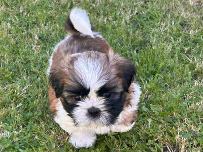 Beautiful purebred Shih Tzu puppies for sale in Tipperary