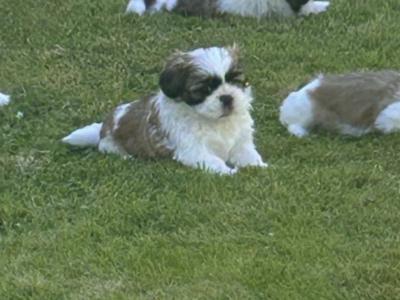 Beautiful purebred Shih Tzu puppies for sale in Tipperary