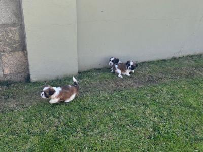 Beautiful purebred Shih Tzu puppies for sale in Tipperary