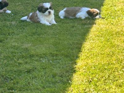 Beautiful purebred Shih Tzu puppies for sale in Tipperary