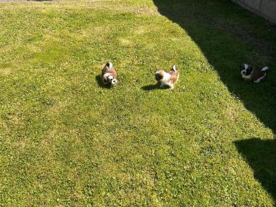 Beautiful purebred Shih Tzu puppies for sale in Tipperary