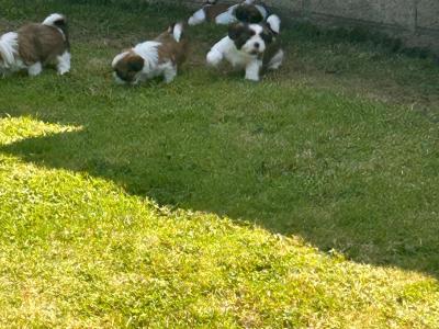 Beautiful purebred Shih Tzu puppies for sale in Tipperary