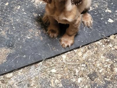 Golden Cocker Spaniel puppies in Galway