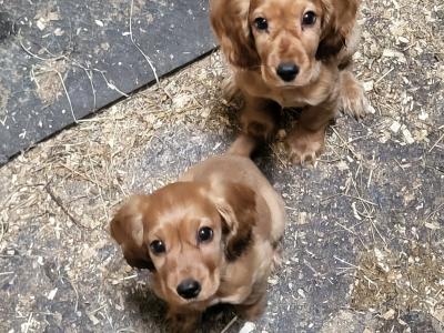 Golden Cocker Spaniel puppies in Galway
