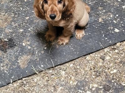 Golden Cocker Spaniel puppies in Galway