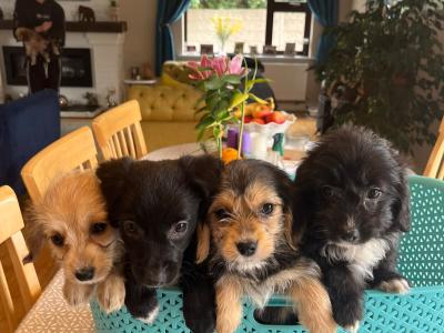 Beautiful Corgipoo puppies (Corgi x Toy Poodle)