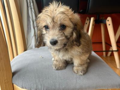 Beautiful Corgipoo puppies (Corgi x Toy Poodle)