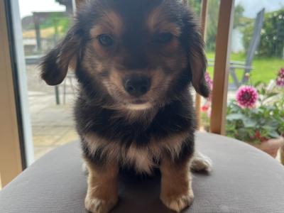 Beautiful Corgipoo puppies (Corgi x Toy Poodle)
