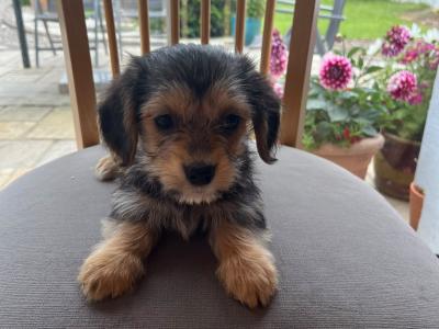 Beautiful Corgipoo puppies (Corgi x Toy Poodle)