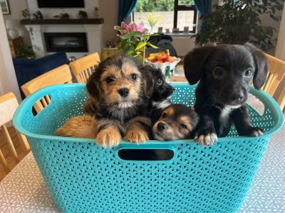 Beautiful Corgipoo puppies (Corgi x Toy Poodle)