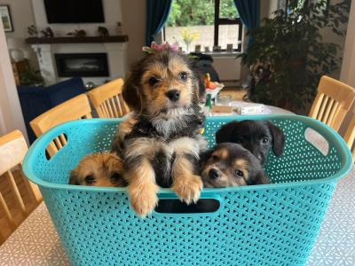 Beautiful Corgipoo puppies (Corgi x Toy Poodle)