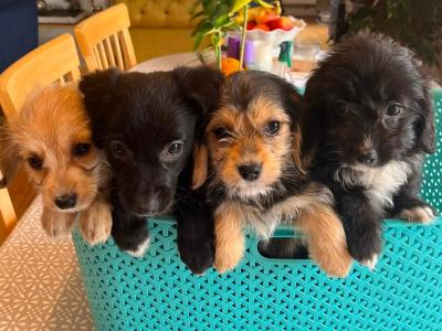 Beautiful Corgipoo puppies (Corgi x Toy Poodle) in Limerick