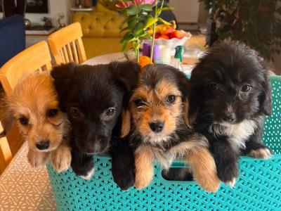 2  Beautiful (Black & White only) Corgipoo puppies (Corgi x Toy Poodle) in Limerick