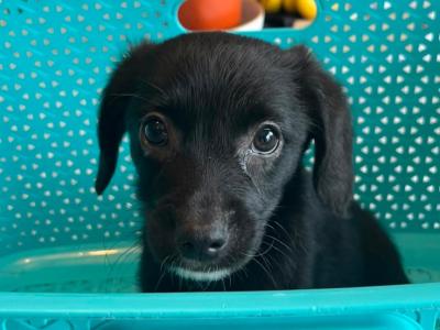 2  Beautiful (Black & White only) Corgipoo puppies (Corgi x Toy Poodle) in Limerick