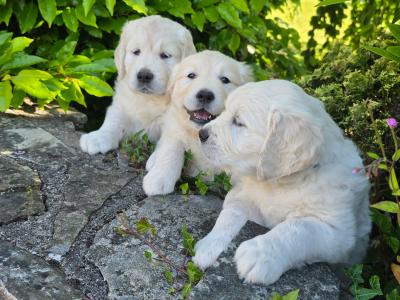 IKC Registered (pending) Purebred Golden Retriever puppies for sale in Donegal