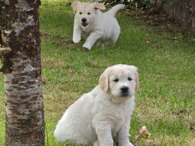 IKC Registered (pending) Purebred Golden Retriever puppies for sale in Donegal