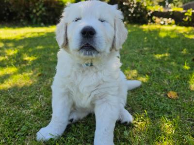 IKC Registered (pending) Purebred Golden Retriever puppies for sale in Donegal