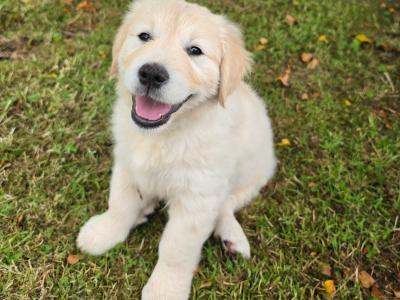 IKC Registered (pending) Purebred Golden Retriever puppies for sale in Donegal