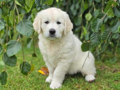 IKC Registered (pending) Purebred Golden Retriever puppies for sale in Donegal