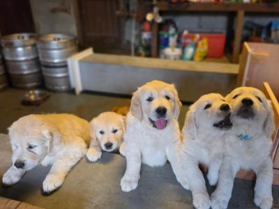 IKC Registered (pending) Purebred Golden Retriever puppies for sale in Donegal