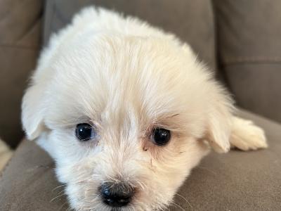 Two Beautiful IKC Maltese Pups