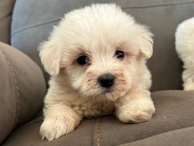Two Beautiful IKC Registered Maltese puppies in Limerick