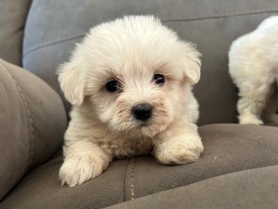 Two Beautiful IKC Maltese Pups