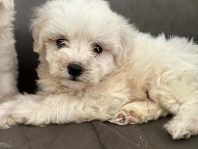 Two Beautiful IKC Maltese Pups