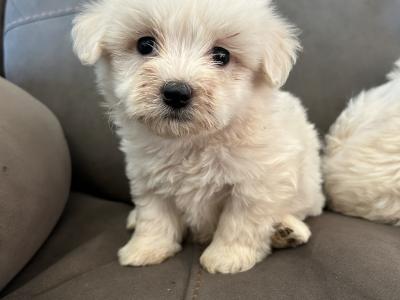 Two Beautiful IKC Maltese Pups