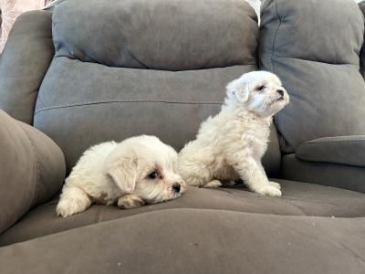 Two Beautiful IKC Maltese Pups