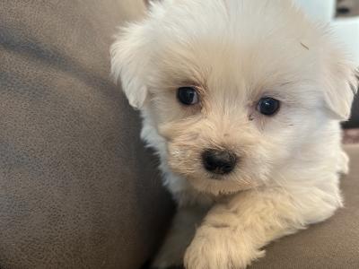 Two Beautiful IKC Maltese Pups