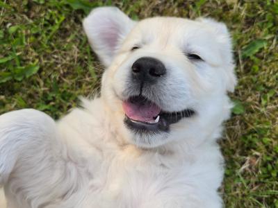 IKC Registered (pending) Purebred Golden Retriever puppies for sale in Donegal