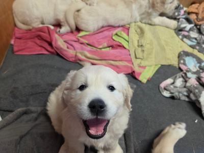 IKC Registered (pending) Purebred Golden Retriever puppies for sale in Donegal