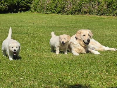 IKC Registered (pending) Purebred Golden Retriever puppies for sale in Donegal