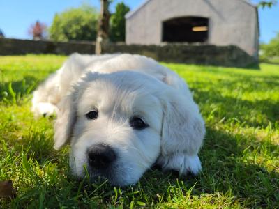 IKC Registered (pending) Purebred Golden Retriever puppies for sale in Donegal