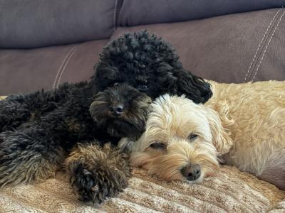 Last one Unique Cavapoochon F1b puppies in Limerick  €1000