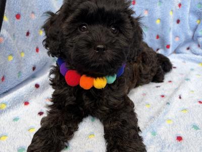 Last one Unique Cavapoochon F1b puppies in Limerick  €1000