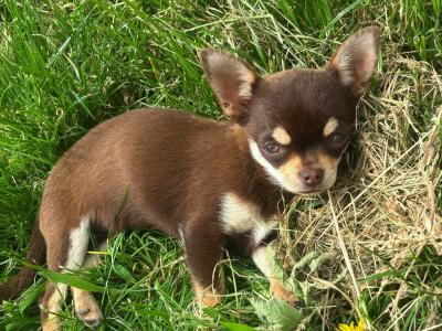T-cup Chocolate and Tan 4 month old  female