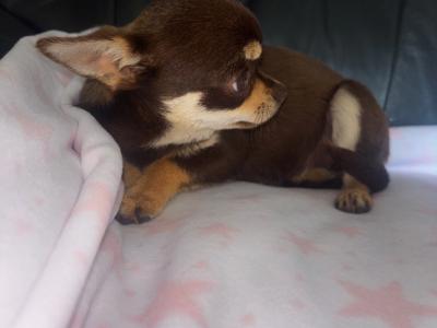 T-cup Chocolate and Tan 4 month old  female