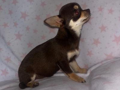 T-cup Chocolate and Tan 4 month old  female