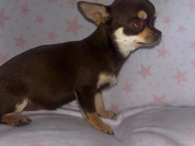T-cup Chocolate and Tan 4 month old  female