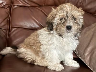 Adoreable Purebred Shih Tzu puppies in Clare
