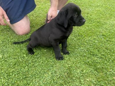 Quality Chunky Labrador puppies in Offaly