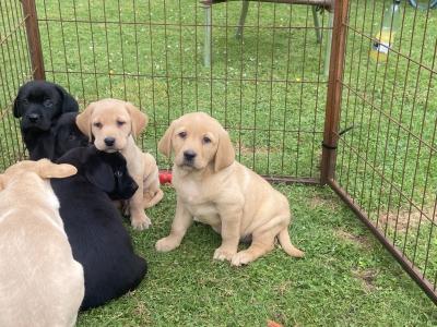 Quality Chunky Labrador puppies in Offaly